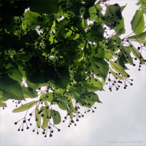 Lime tree unopened flower buds