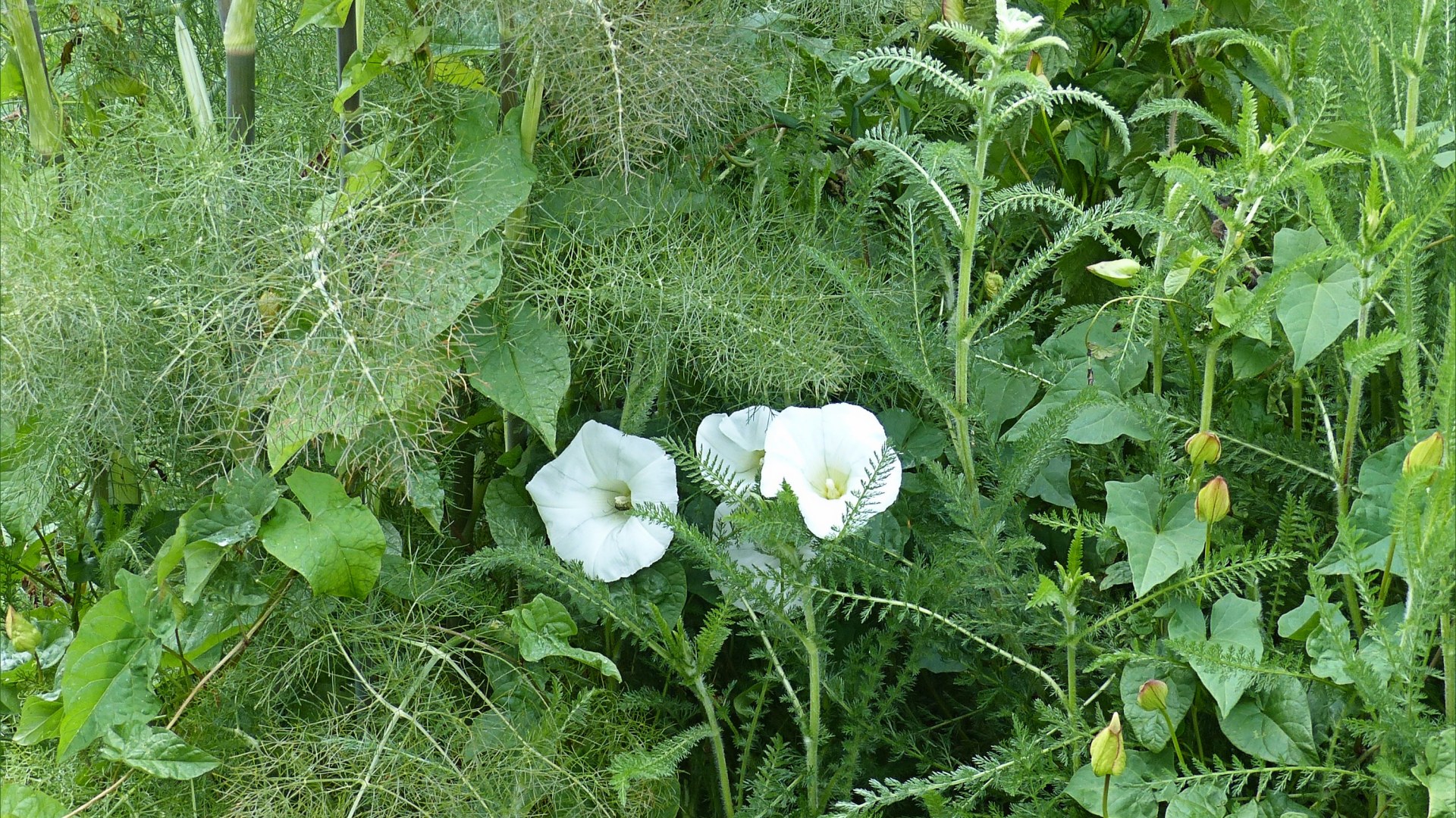 Bindweed flowers