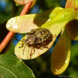 Immature Shieldbug