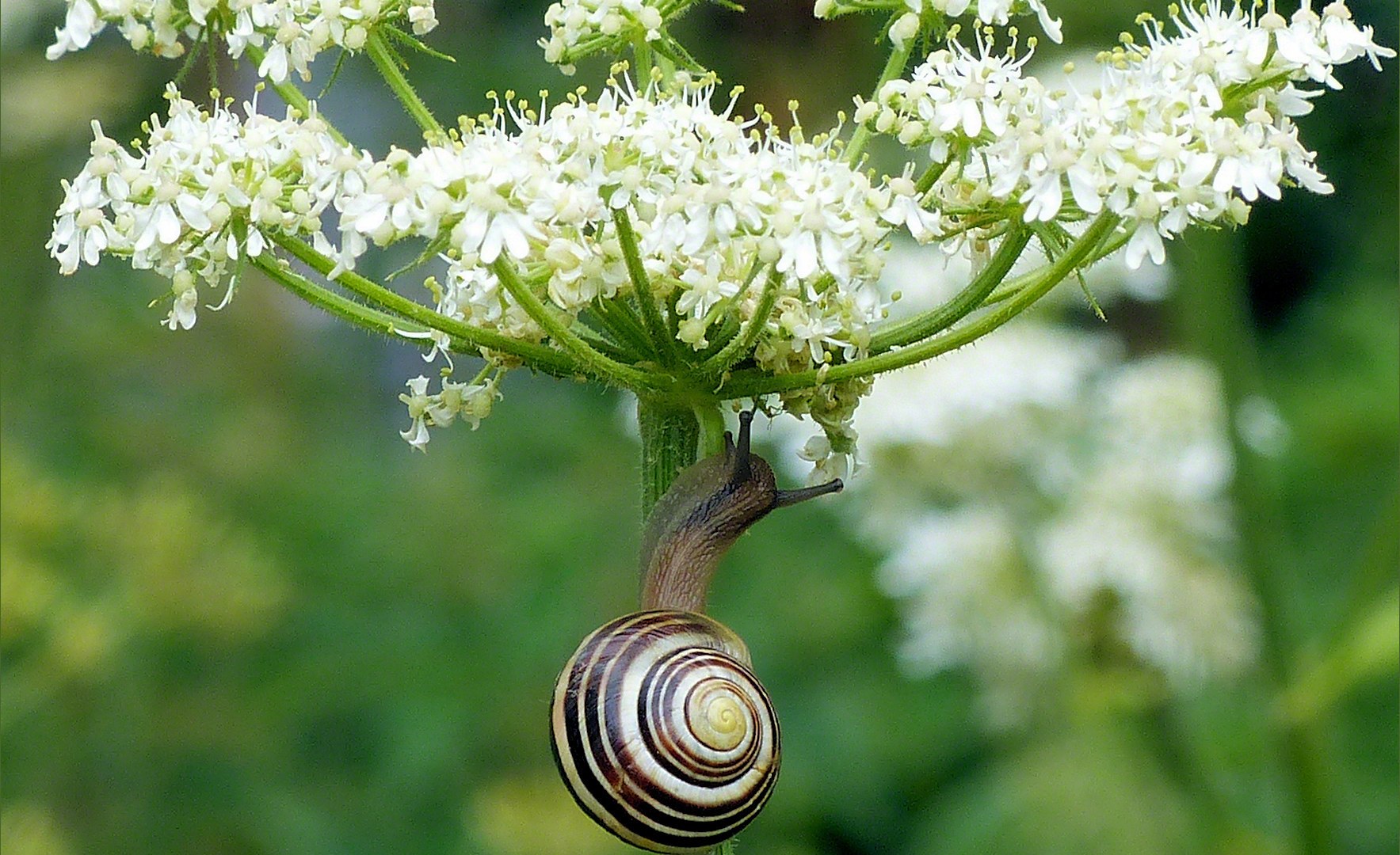 Banded snail on flower stalk