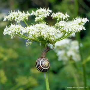 Banded snail on flower stalk