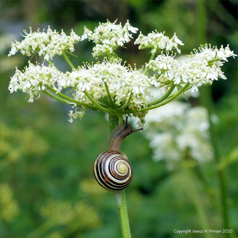 Banded snail on flower stalk
