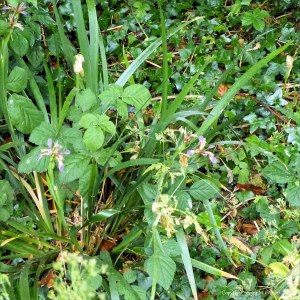 Stinking Iris flowers in the undergrowth