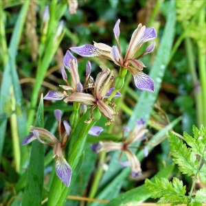 Stinking Iris flowers