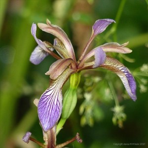 Stinking Iris flowers