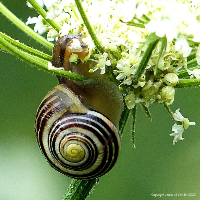 Banded snail eating flowers