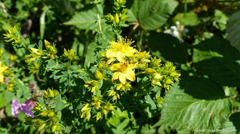 St John's Wort