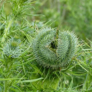 Fasciated (mutated) thistle flower bud unopened