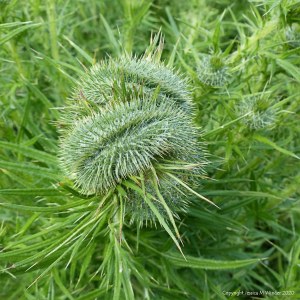 Fasciated (mutated) thistle flower bud unopened