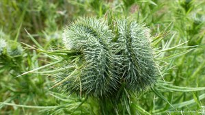 Fasciated (mutated) thistle flower bud unopened