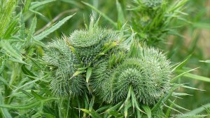 Fasciated (mutated) thistle flower bud unopened