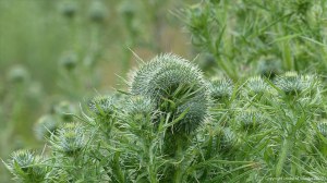 Fasciated (mutated) thistle flower bud unopened