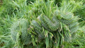 Fasciated (mutated) thistle flower bud unopened