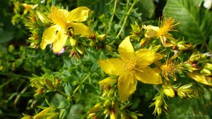 St John's Wort