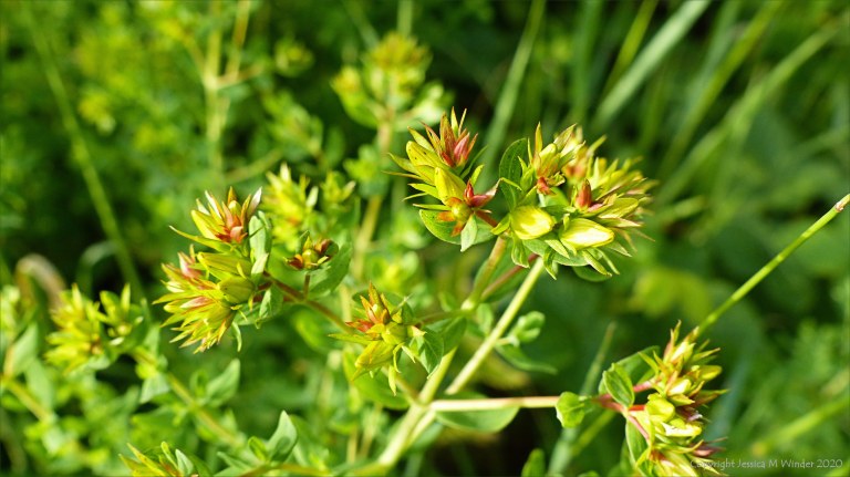 St John's Wort