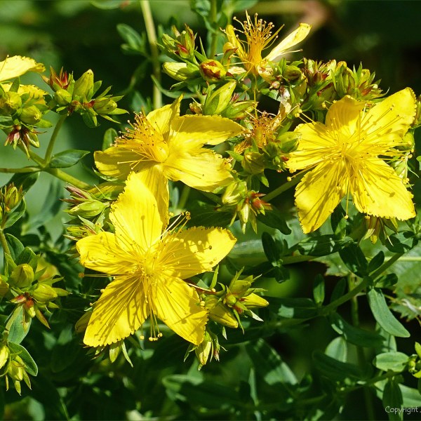 St John's Wort