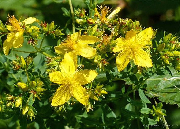 St John's Wort