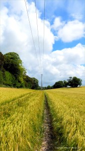 Dorset countryside with ripening barley
