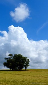 Dorset countryside with ripening barley