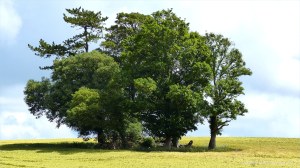 Dorset countryside with ripening barley