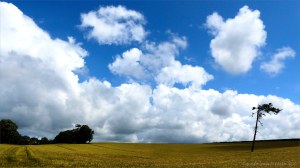 Dorset countryside with ripening barley