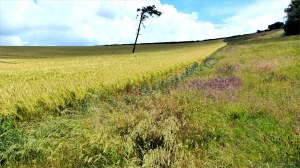Dorset countryside with ripening barley