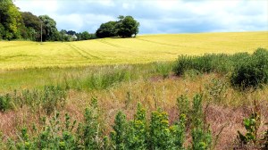 Dorset countryside with ripening barley