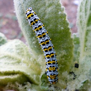Caterpillar of the Mullein Moth (Cucullia verbascum) on leaf of the Great Mullein plant (Verbascum thapsus)