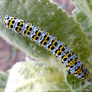 Caterpillar of the Mullein Moth (Cucullia verbascum) on leaf of the Great Mullein plant (Verbascum thapsus)