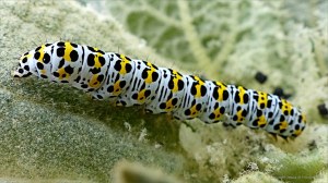 Caterpillar of the Mullein Moth (Cucullia verbascum) on leaf of the Great Mullein plant (Verbascum thapsus)