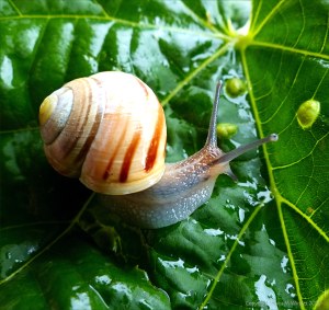 Banded snail