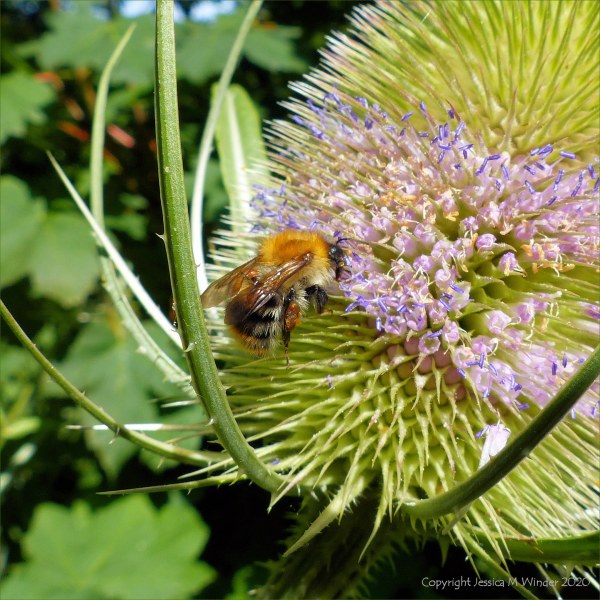 Flowering wild teasel with bee