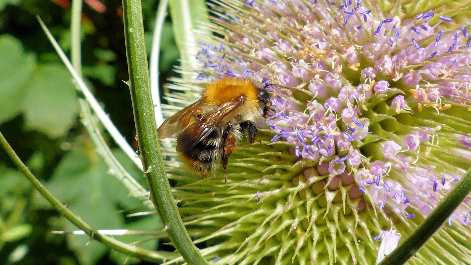 Flowering wild teasel with bee