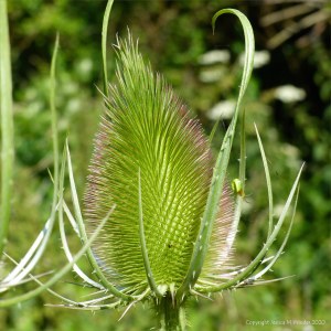 Mature wild teasel flower head not in bloom