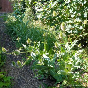 Mature wild teasels bending over the footpath