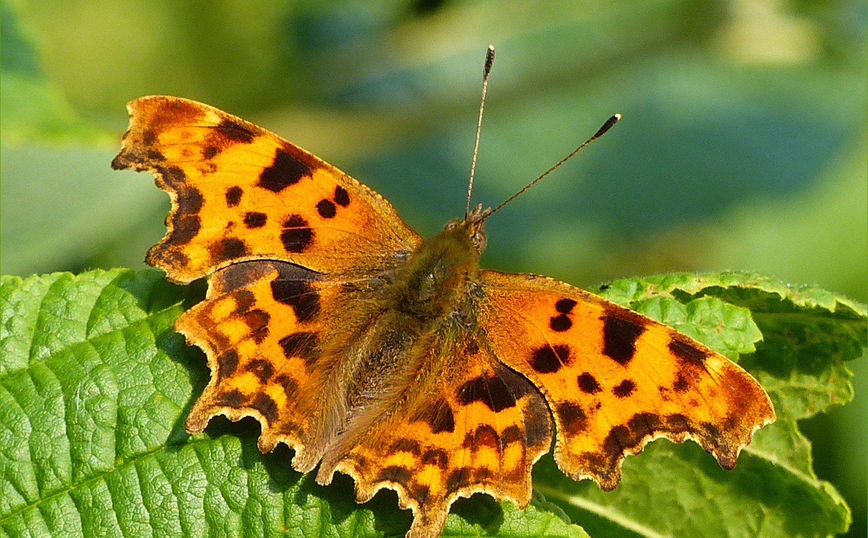 Upper wing surfaces of the Comma Butterfly