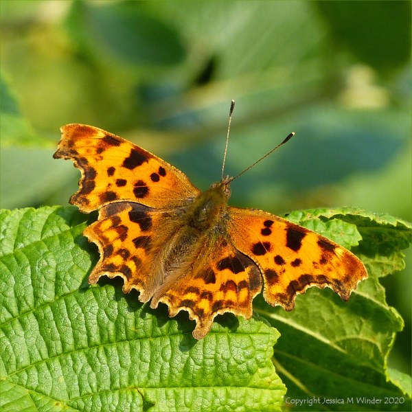 Upper wing surfaces of the Comma Butterfly
