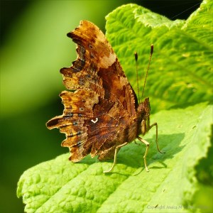 Lower wing surface of the Comma Butterfly