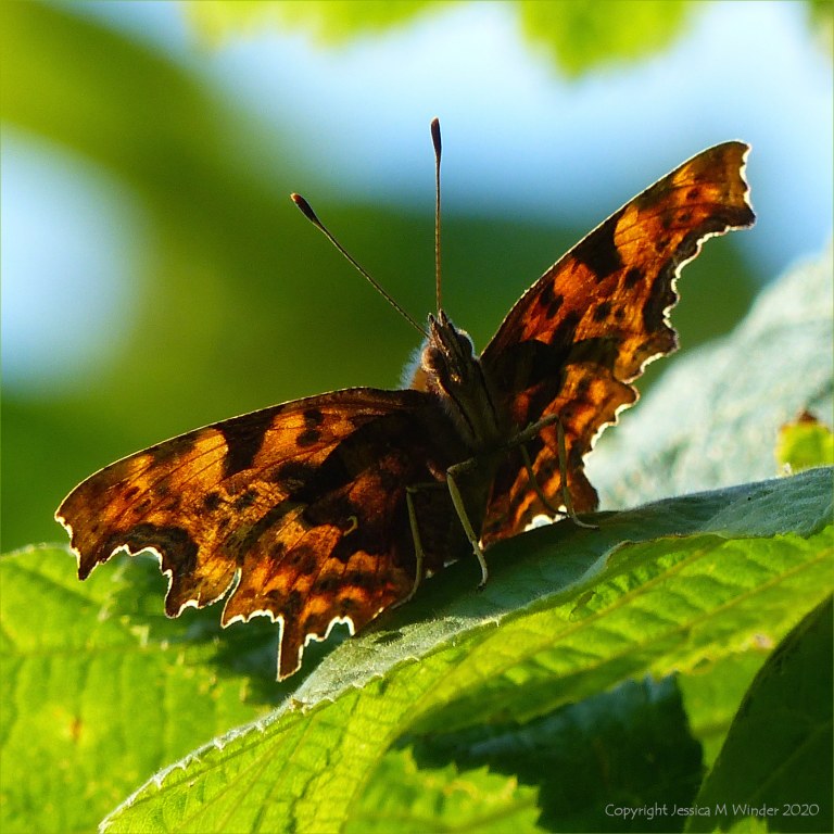 Sun shining through the wings of a Comma Butterfly from behind