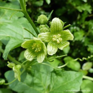 White Bryony flowers
