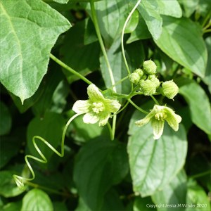 White Bryony flowers