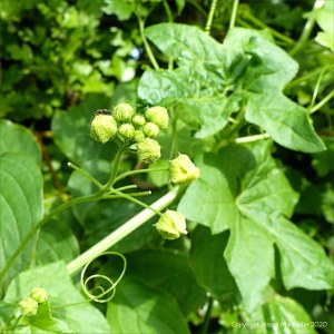 White Bryony flowers