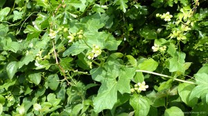 White Bryony flowers