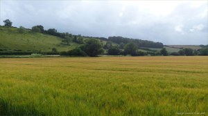 Barley field with sun-scorched whiskers