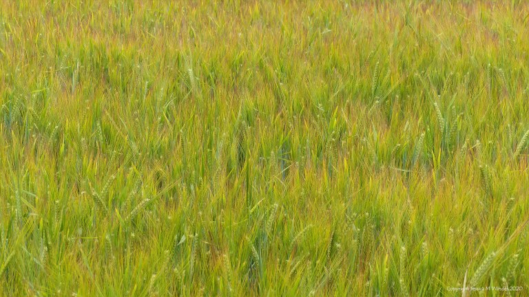 Barley field with sun-scorched whiskers