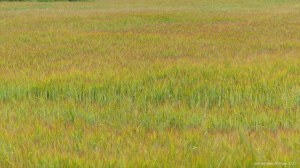 Barley field with sun-scorched whiskers