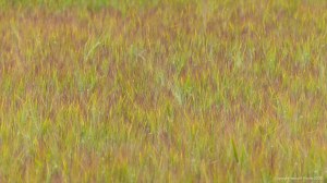 Barley field with sun-scorched whiskers
