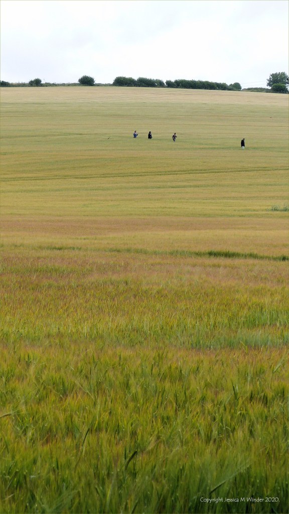 Barley field with sun-scorched whiskers
