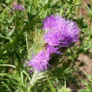 Multiple-headed thistle flower