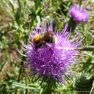 Normal single-headed thistle flower